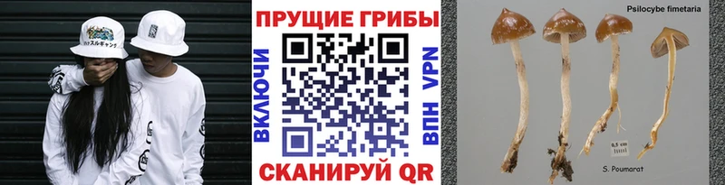 Галлюциногенные грибы Psilocybine cubensis Высоковск